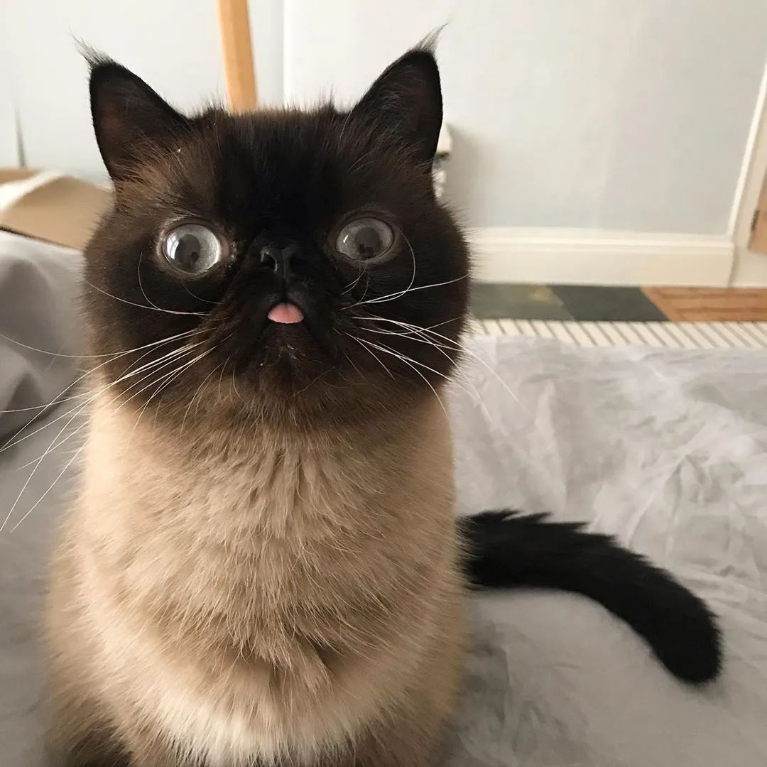 暹罗猫总是吐舌扮鬼脸主人急忙送医答复竟然是