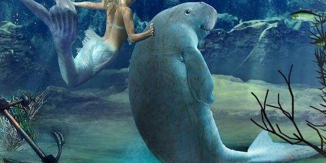 也就是在海洋上露出半个身子喂奶,水手误认为是美人鱼的海牛科哺乳
