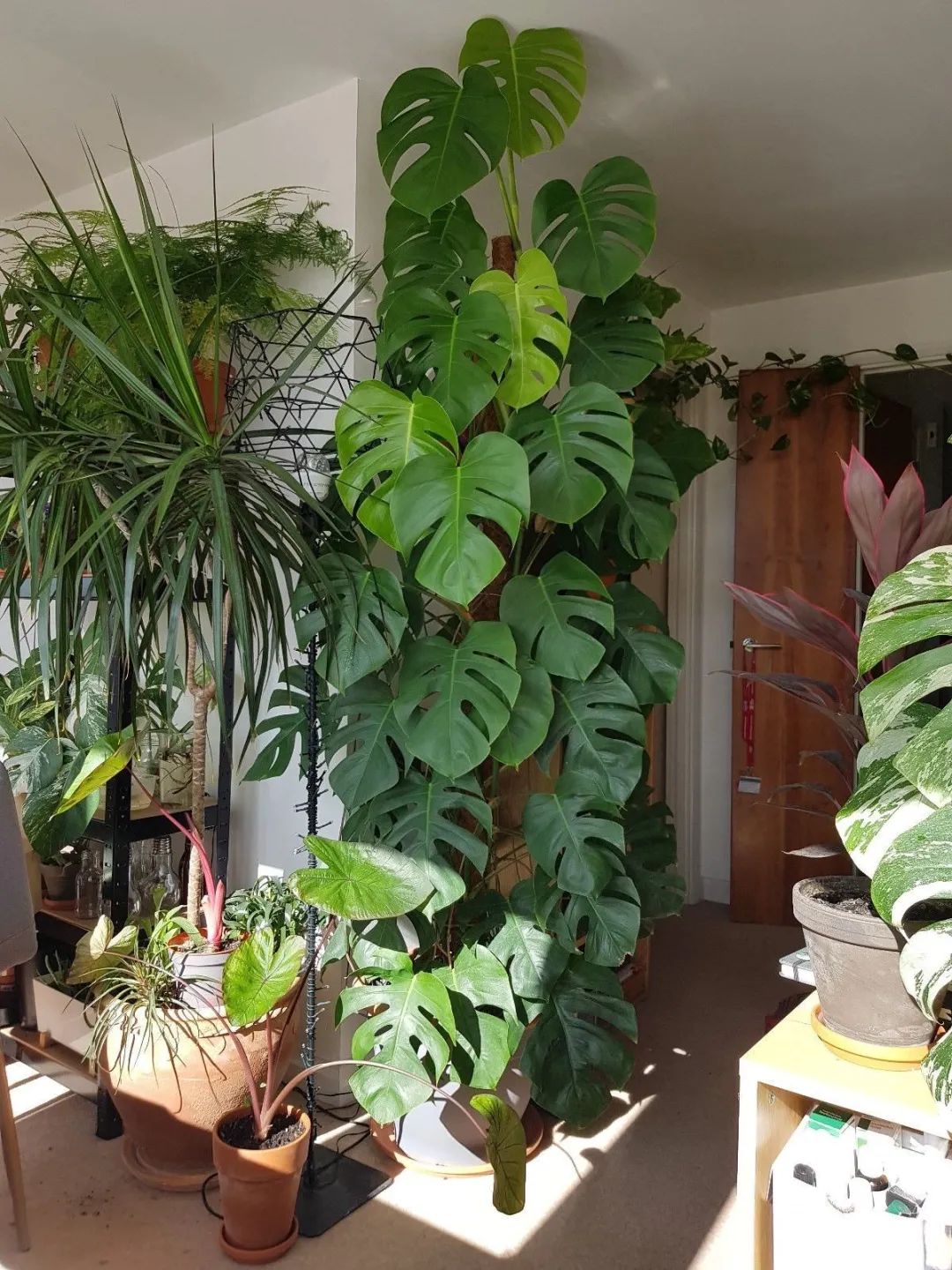 室内观叶植物和户外开花植物有啥区别盆栽植物没地栽养得好吗