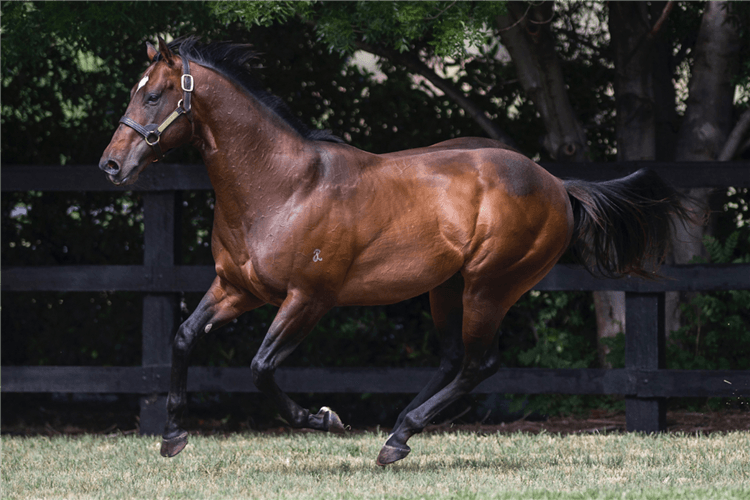 又一匹2岁冠军赛马!aquis farm雅士牧场"方程式"澳洲斩获大捷