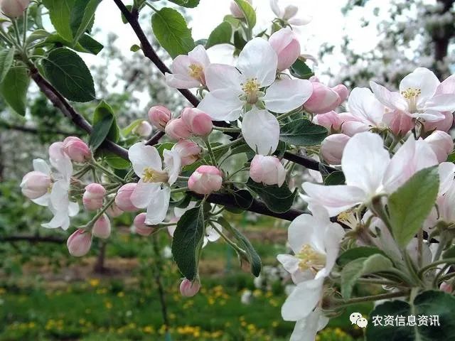 为什么苹果要追花后施肥-为什么