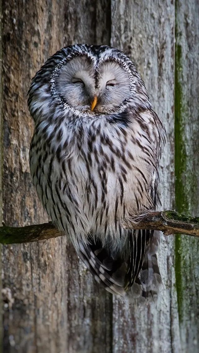 猫头鹰宝宝趴着睡觉的样子也太像猫了吧!网友:埋头大睡不憋气吗?