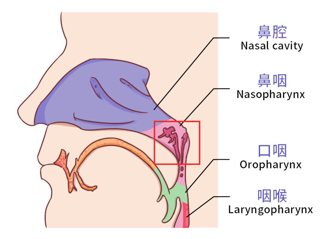明星接连得鼻咽癌去世:发现这4个症状,赶紧去医院检查
