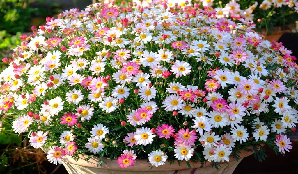 秋季买些玛格丽特栽种,花朵长满盆,适合大水大肥大太阳__凤凰网