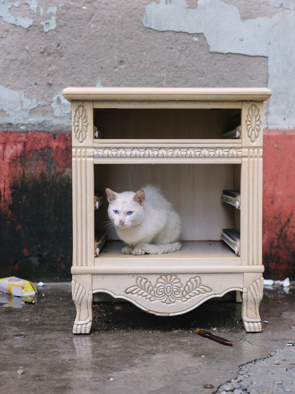 废弃家具里躲雨的猫