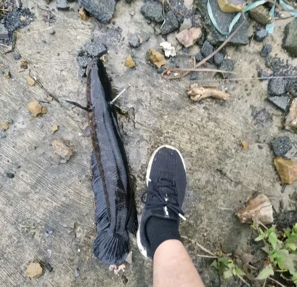 这是高手广州河道频现射鱼大鱼被射对穿市民太残忍