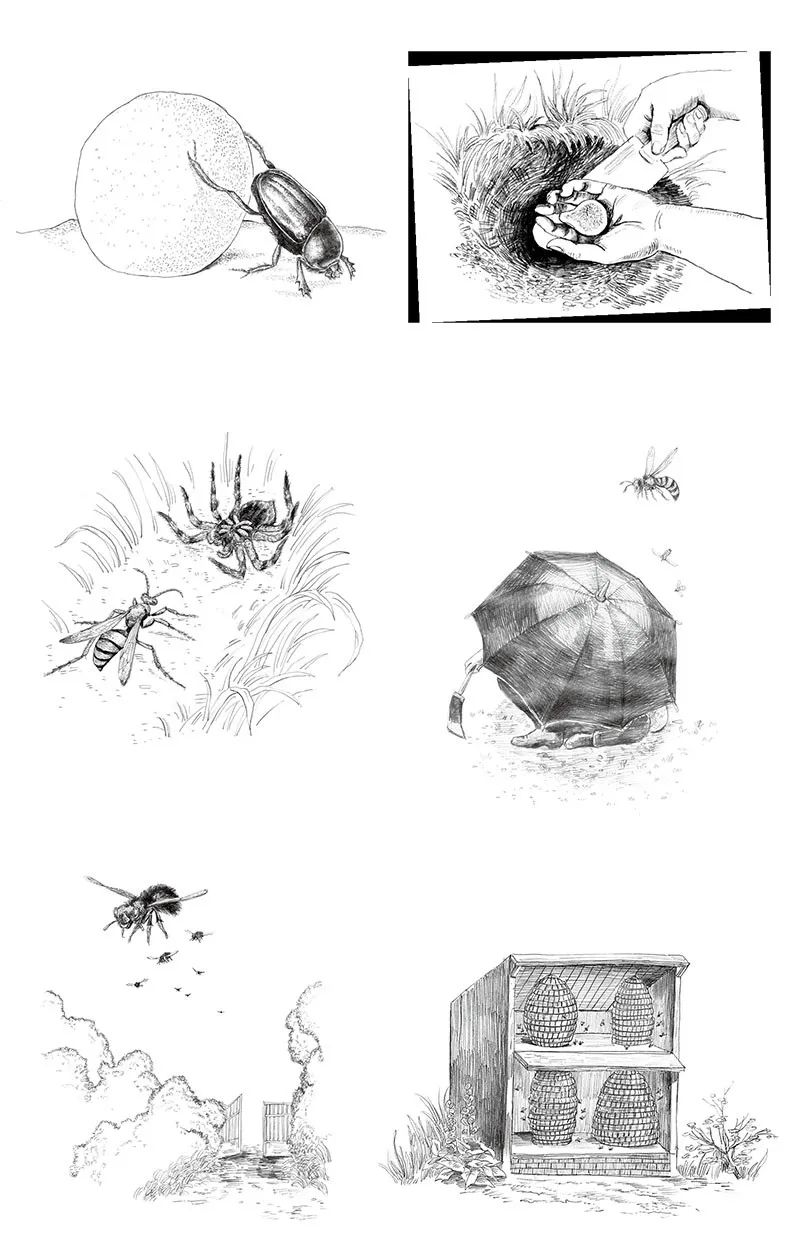 法布尔与昆虫简笔画图片