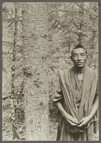 【洛克拍摄】威尔逊冷杉Abies faxoniana Rehd. & Wils. China, Gansu (Djrakana)