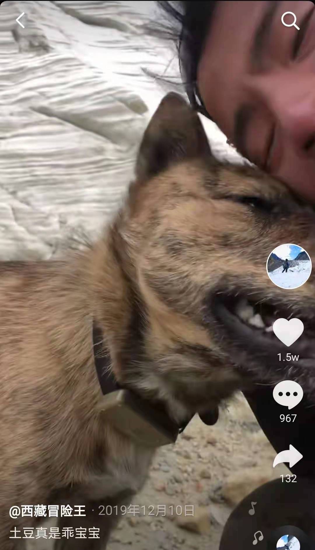 土豆一直跟着王相军探险,王相军叫它"土豆宝宝".