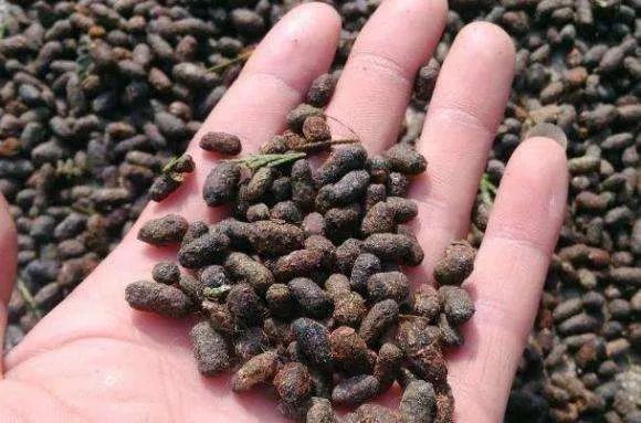 (鸽子屎)或白马通(马粪),使用场景也十分广泛:鸟屎祛瘢,蝙蝠屎明目