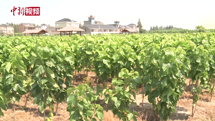 海宁云龙村发掘蚕桑文化 走出致富道路