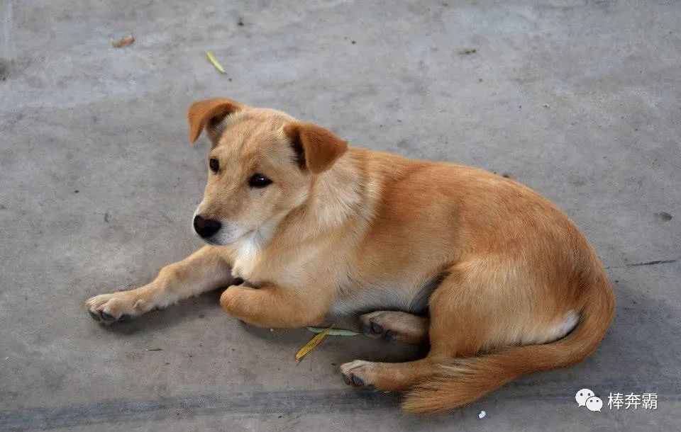 有人在农村收购年老的土狗,收购这些土狗做啥呢?看完明白了