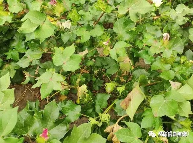 螺螨酯螺虫乙酯和乙螨唑三种长效杀螨剂