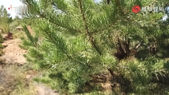 治沙人张应龙：让毛乌素沙地变绿只是开始_凤凰网视频_凤凰网