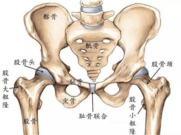 骨科医生给您讲解髋关节的构造和髋关节置换手术