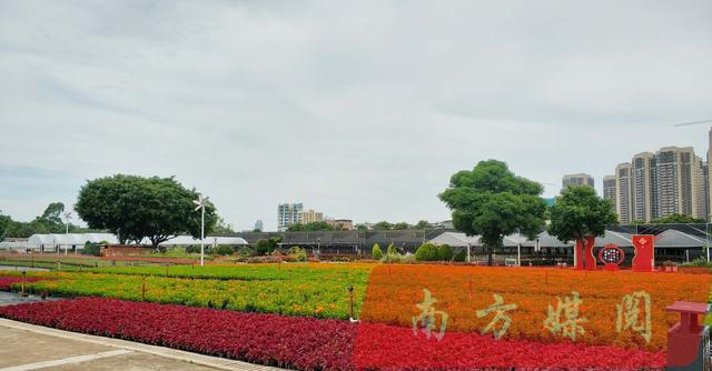 广西南宁 北方雪花飞飞 而南宁却是百花盛开 姹紫嫣红 凤凰网