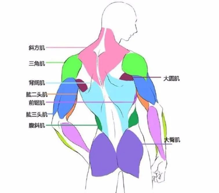 藝學繪素材庫之上半身肌肉參考