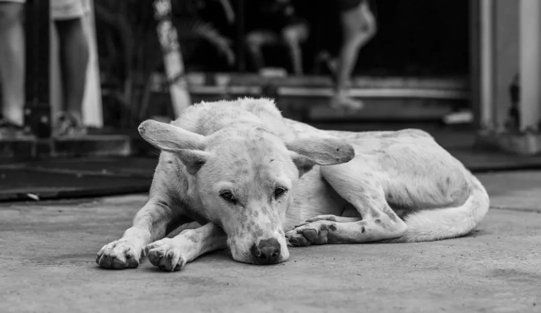 中国流浪动物究竟该何去何从?应该如何妥善处理?