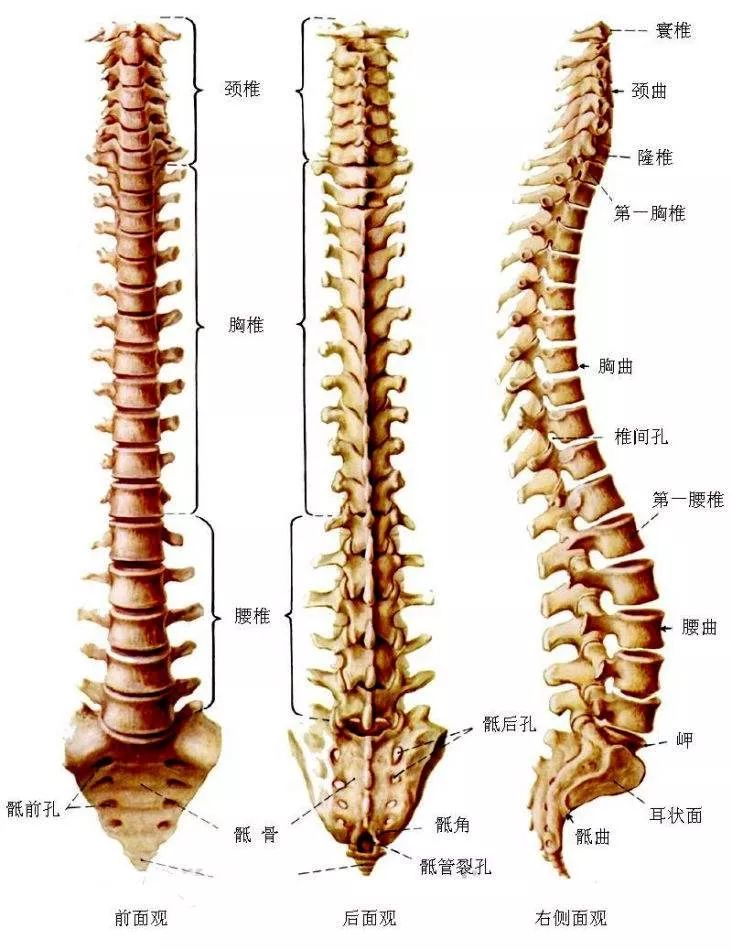 椎骨间的连接图图片