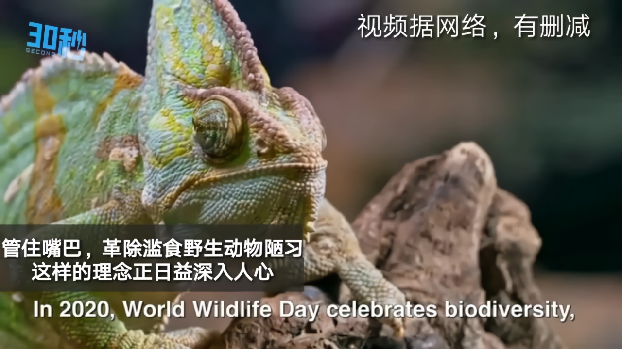 30秒｜2020世界野生动植物日：维护地球所有生命