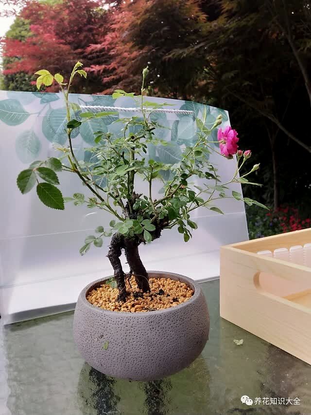 少有人养过的月季老桩盆景价格居然比普通月季贵几十倍