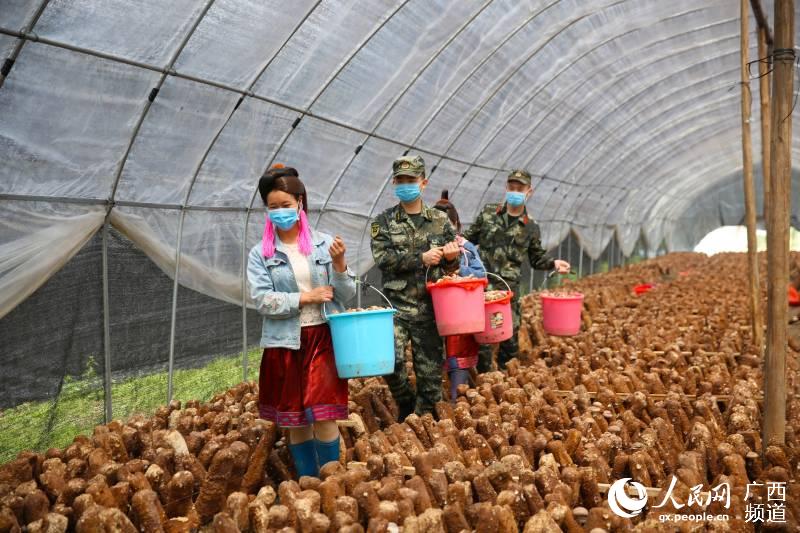 「柳州」广西柳州：武警官兵助力扶贫产业复工复产