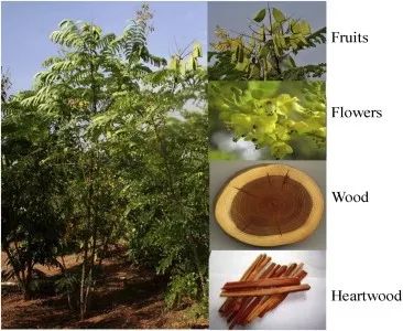 苏木的心材也可用于染色 | Nilesh P.Nirmal / Asian Pacific Journal of Tropical Medicine(2015)