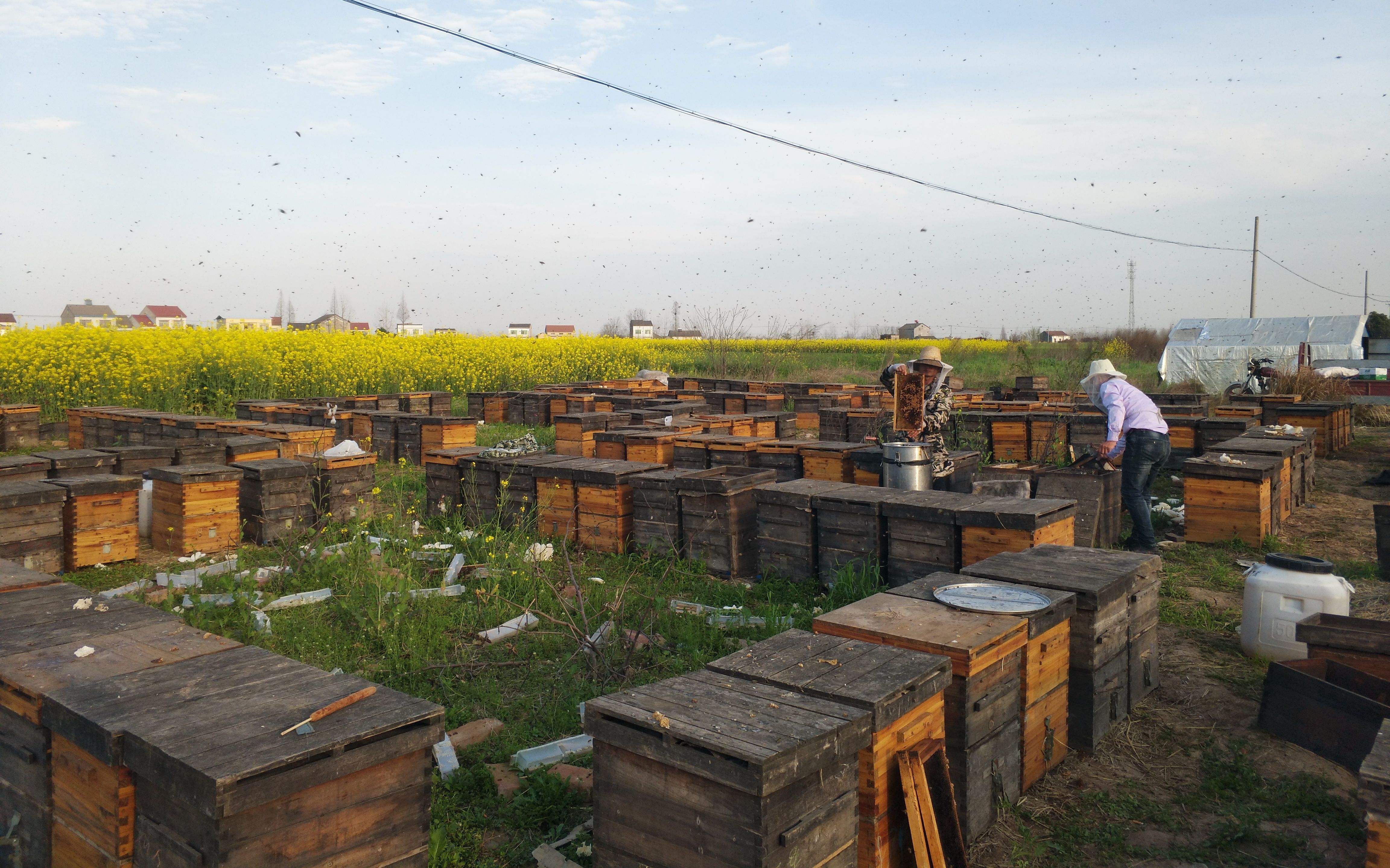 2023小蜜蜂农场游玩攻略,不亦乐乎地喂 动物们吃饱了就...【去哪儿攻略】