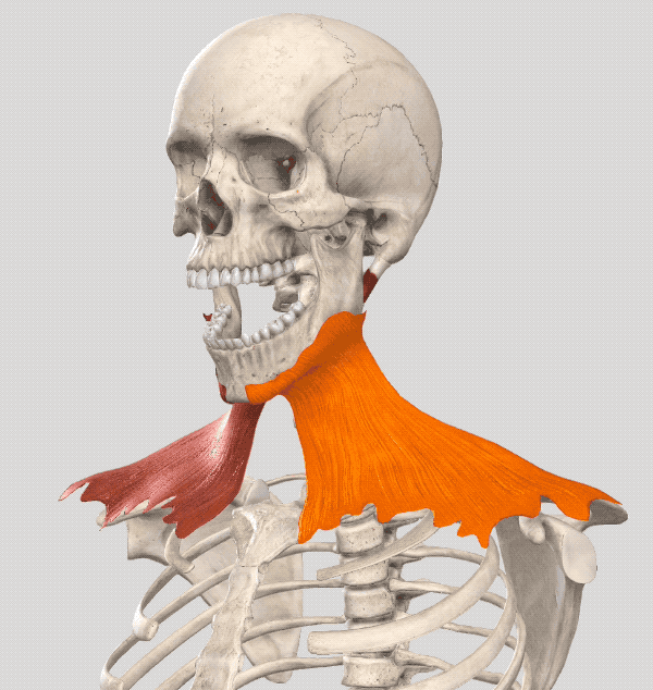 用"奥特曼"的姿势对付双下巴__凤凰网
