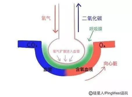 治疗原理是什么意思_根管治疗是什么意思