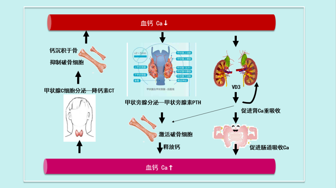 儿童降钙素原偏高说明什么_骨钙素偏高有什么危害_盖士力骨关节活素儿童成长钙