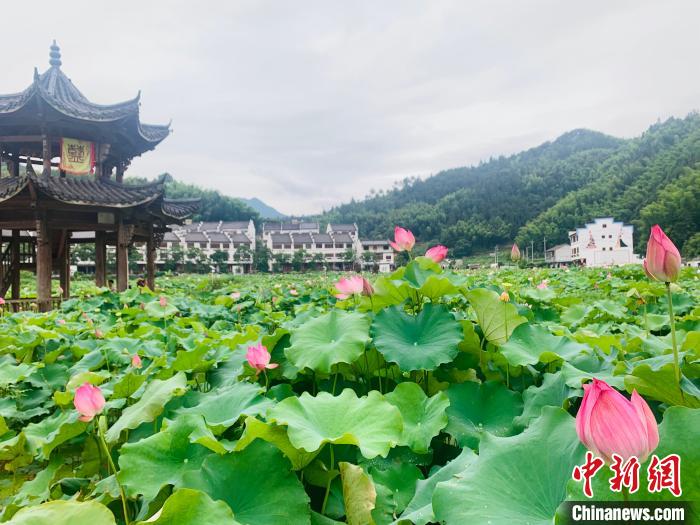 没想到（两山理念指的是什么）两山理念是在哪里提出的，“两山”理念的莲都风姿：争当高质量绿色发展探路者模范生，喜得男宝一枚发朋友圈，污污的动态图，