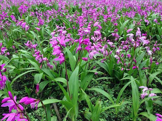 白芨块茎易冻伤或冻死,随植株年龄的增长,白芨对阳光与水分的要求也会