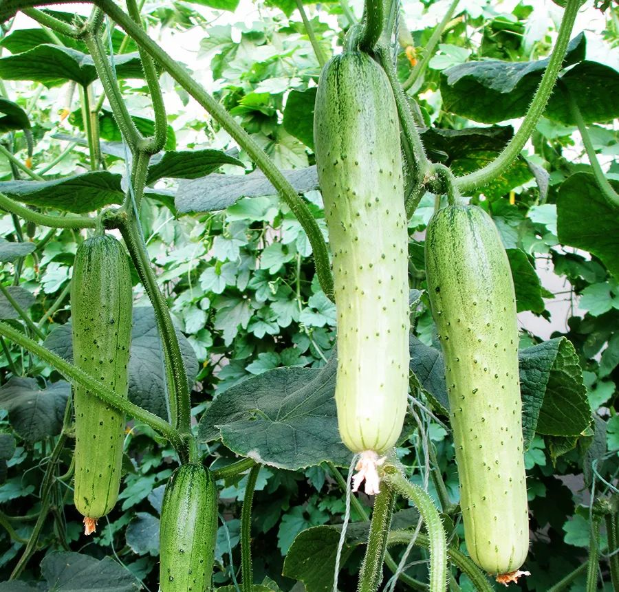 夏季黄瓜种植品种推荐