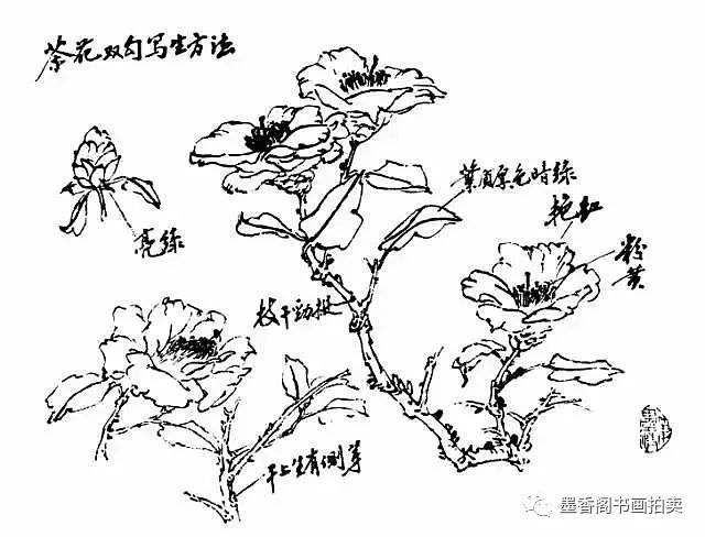书画联盟丨写意山茶花的详细画法