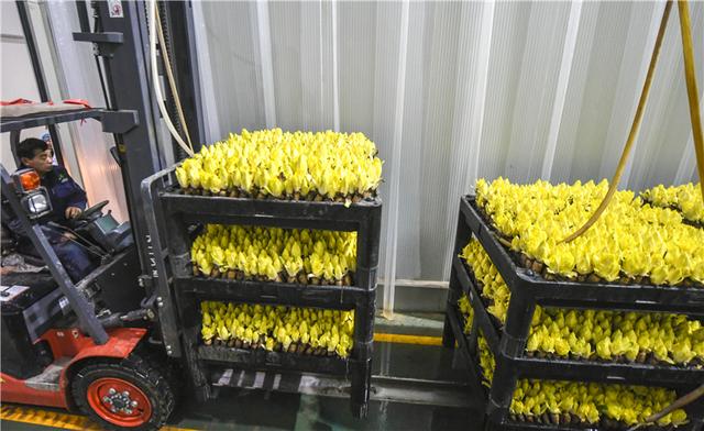 河北霸州:菊苣订单生产忙