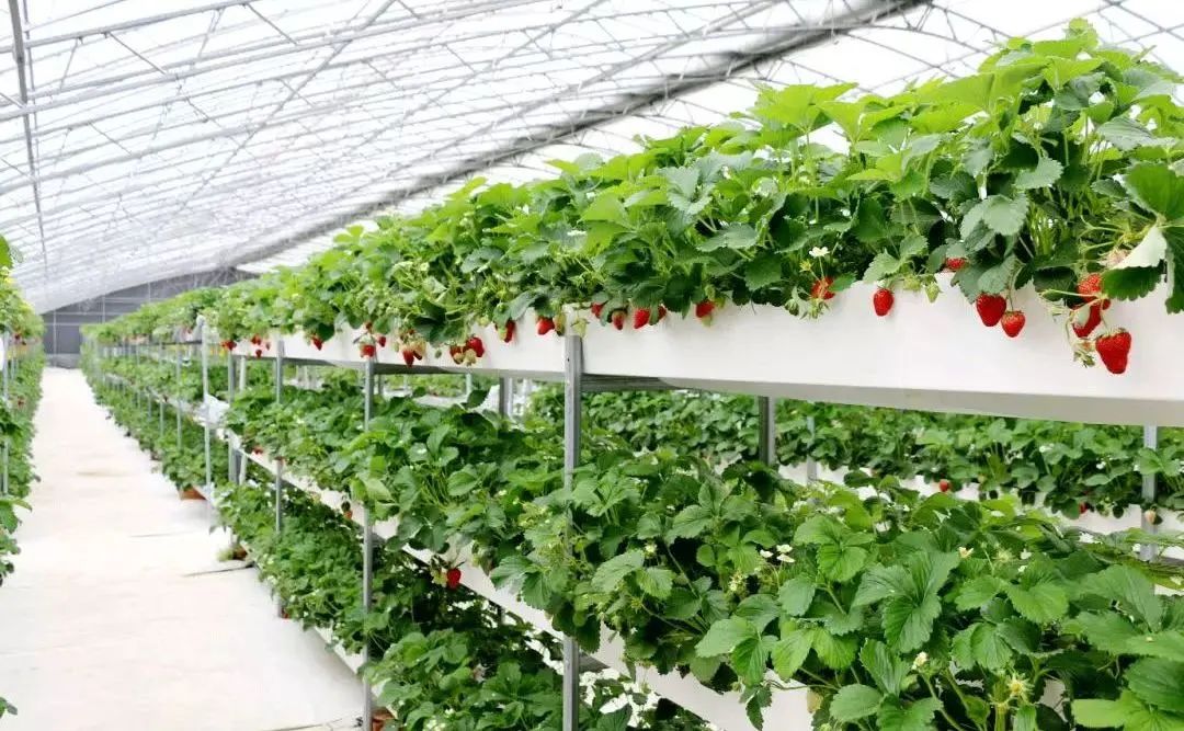 立体草莓栽培模式