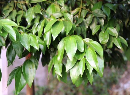 农村常见的一种树木,老农说这树叶是个宝,有啥用呢?