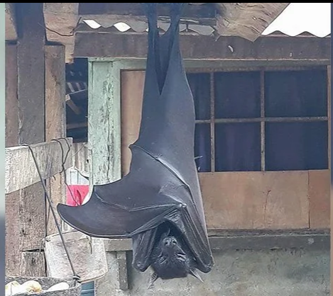 世界上最大的蝙蝠图片