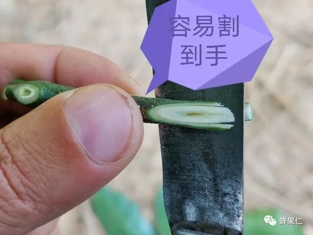 嫁接苗木时，接穗与砧木的接触面越大成活率就越高？专家：太离谱__凤凰网