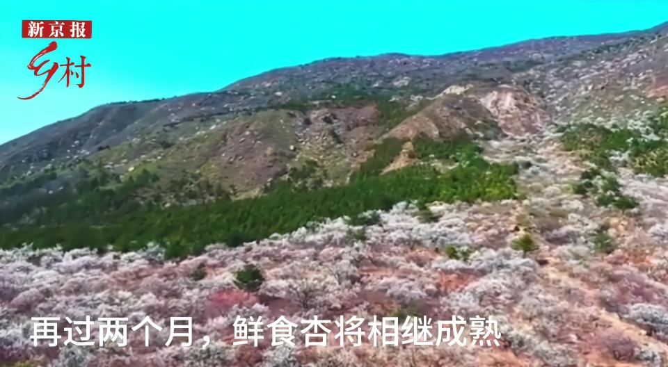 北京也有“杏花村” 万亩杏花开成粉红花海