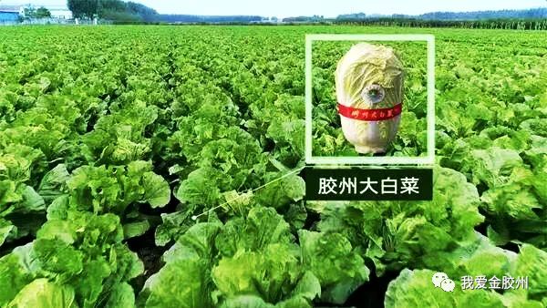 膠州大白菜再添國字號認證入選中國特色農產品優勢區