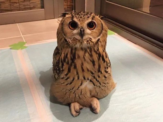 猫头鹰宝宝趴着睡觉的样子也太像猫了吧!网友:埋头大睡不憋气吗?