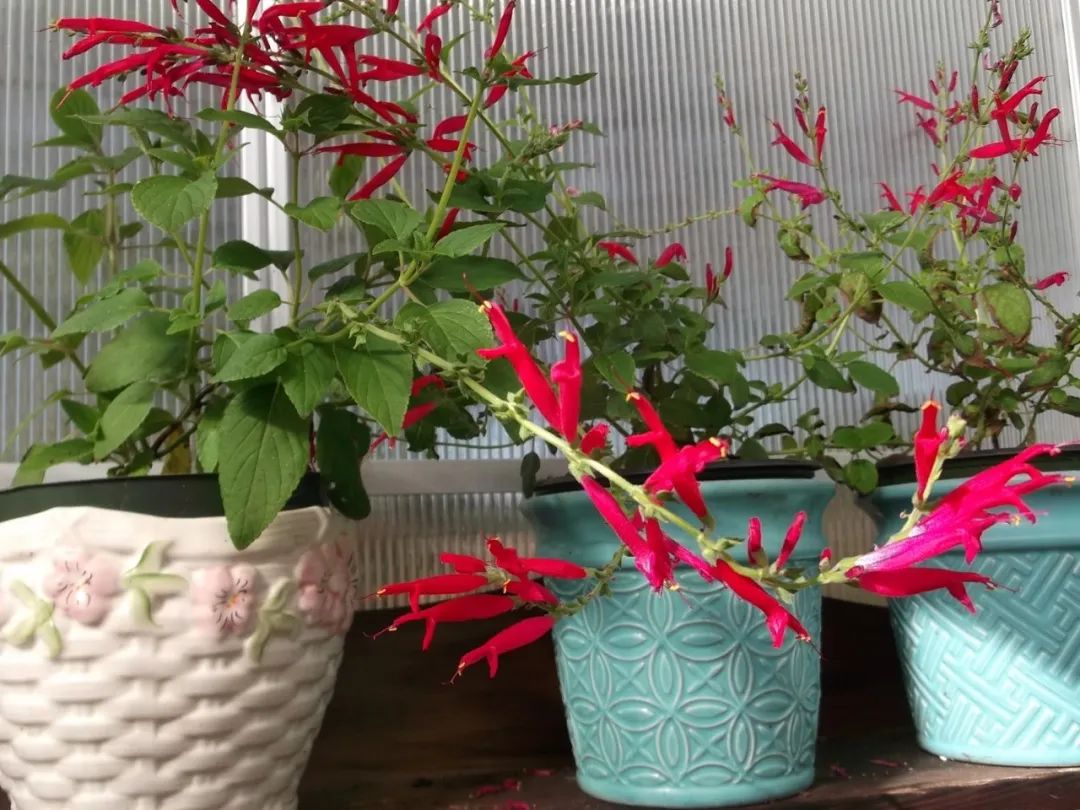 味道有凤梨味的凤梨鼠尾草夏秋冬三季都可开花