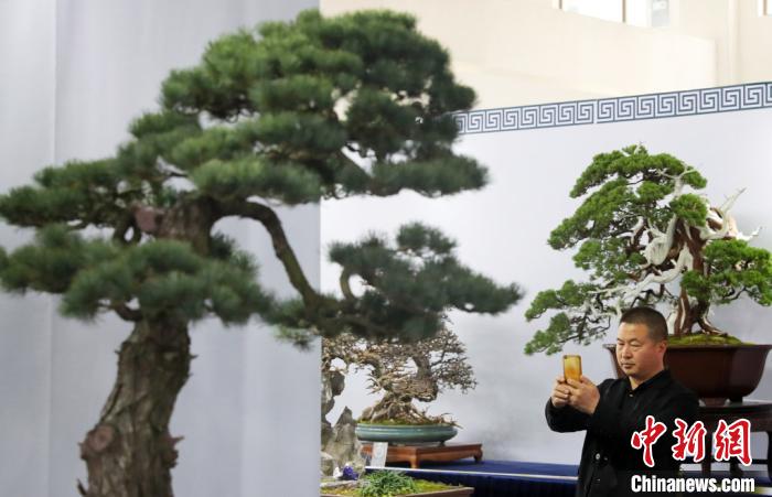 小盆景做出大产业。 许丛军 摄