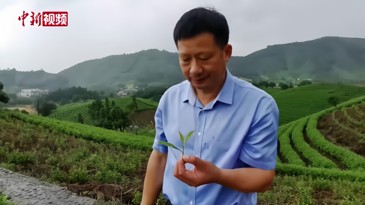 浙江黄杜村：茶叶铺出一条致富路
