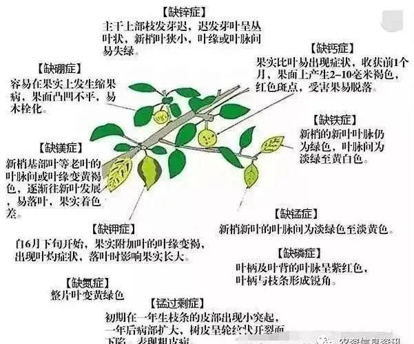 3,缺锌: 节间短簇株矮小,叶长受阻出小叶.