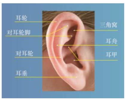 耳朵类型分类图片大全图片