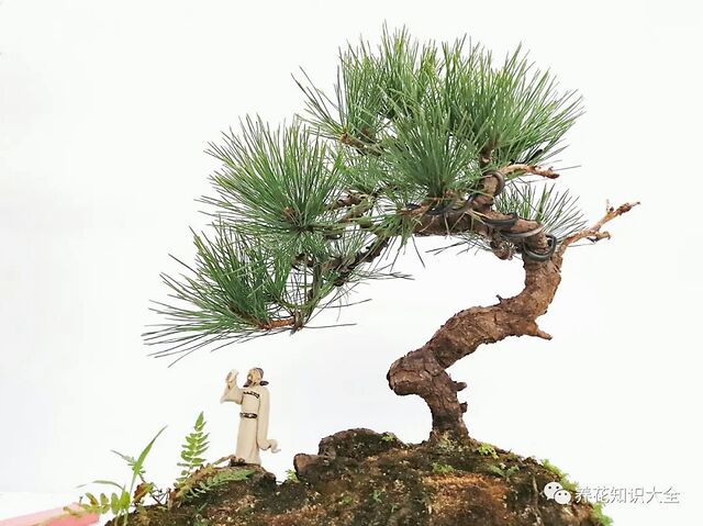 人养花 花也养人 这些花能让你的气质越养越好