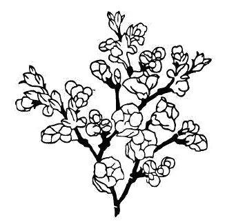 每周一花千屈菜